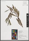 Foto von Salix purpurea L.